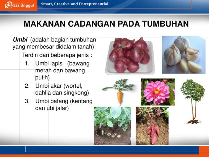 Tumbuhan pada tanaman batang monokotil dikotil struktur jaringan menyimpan cadangan fungsi makanan