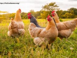 Manfaat Ayam Bagi Lingkungan: Dari Ekosistem hingga Pengolahan Sampah