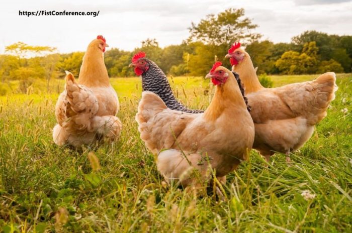 Manfaat ayam bagi lingkungan