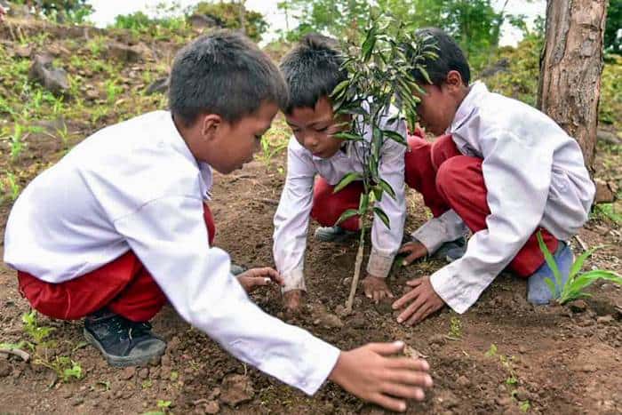 Pohon tanam siswa menanam batang lulus harus negara kalau mau