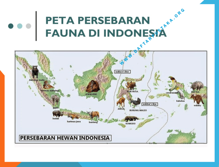 Persebaran hewan tumbuhan bali komodo maleo orangutan jalak anoa kanguru gajah