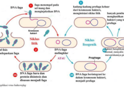 Bagaimana Cara Virus Bereproduksi