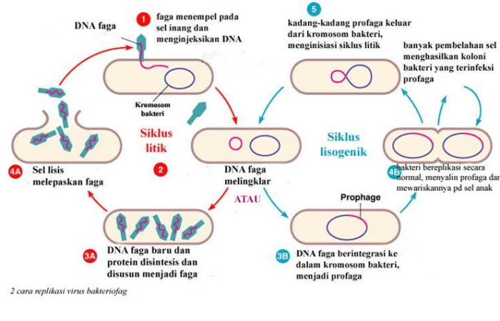 Siklus replikasi litik hidup soal tahap bisakimia