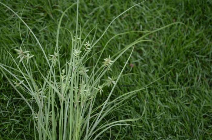 Bagaimana cara rumput teki berkembang biak