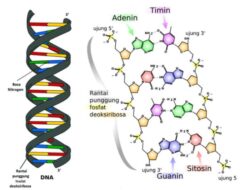 Bagaimana Hubungan Antara Gen DNA dan Nukleotida