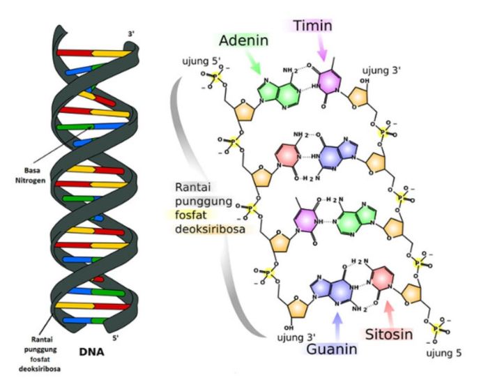 Rna differences nucleic