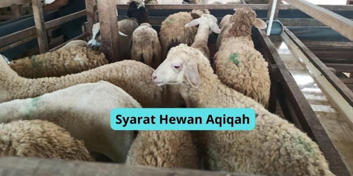 Qurban aqiqah hewan ketentuan pengertian waktu kurban pai materi