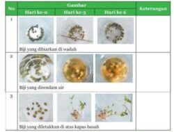 Pada Keadaan yang Bagaimanakah Biji Dapat Tumbuh dengan Baik