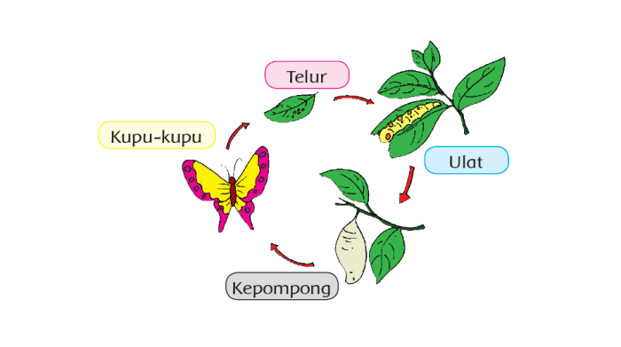 Fisiologi tumbuhan pengertian fungsi ruang lingkup soalkimia