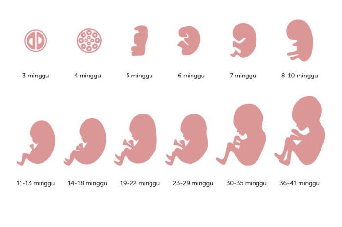 16 minggu berapa hari dan berapa bulan