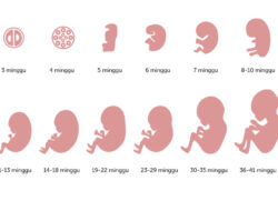 16 Minggu: Berapa Hari dan Berapa Bulan?