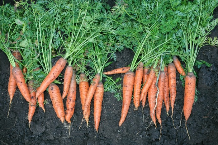 Wortel perkembangbiakan tanaman biak berkembang cultivar carrots zanahorias pueden cimas pratama ugm