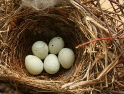 Telur Burung Dibungkus Cangkang Ketika Dibentuk