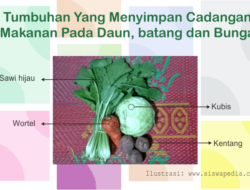 Bagaimana Cara Bunga Bangkai Menyimpan Cadangan Makanannya