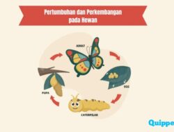 Dengan Cara Bagaimana Faktor Genetik Mempengaruhi Proses Pertumbuhan pada Hewan