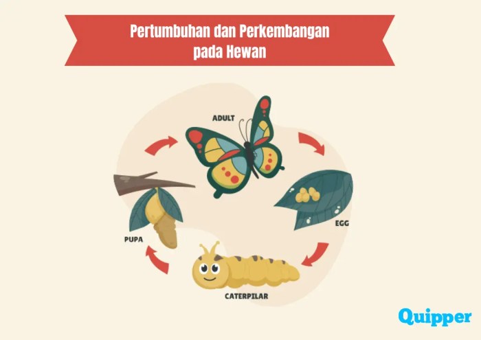 Dengan cara bagaimana faktor genetik mempengaruhi proses pertumbuhan pada hewan