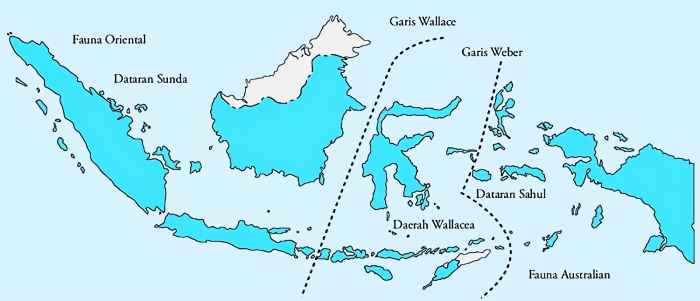 Garis wallace flora persebaran weber asiatis berdasarkan peralihan membatasi mempengaruhi faktor penyebaran sebaran hewan peta wilayah pembagian barat webber lydekker