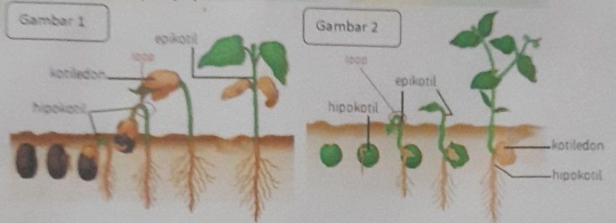 Struktur biji dikotil monokotil animasi perbedaan akar sains