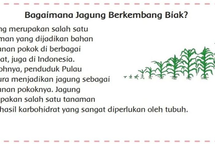 Bagaimana jagung jawaban berkembang biak halaman kunci teks soal