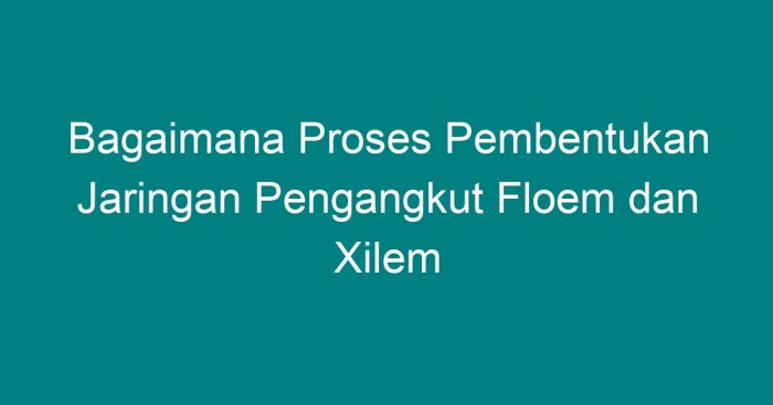 Jaringan pengangkut floem pada xilem makalah tumbuhan xylem