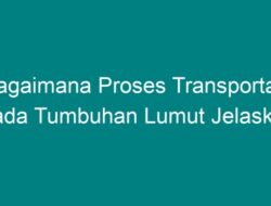 Proses Transportasi pada Tumbuhan Lumut: Bagaimana Bentuk dan Peran Transportasi pada Tumbuhan Lumut?