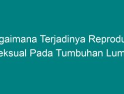 Bagaimana Terjadinya Reproduksi Seksual pada Tumbuhan Lumut