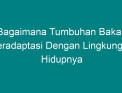 Bagaimana Tumbuhan Bakau Beradaptasi dengan Lingkungan Hidupnya