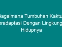 Adaptasi Luar Biasa: Bagaimana Tumbuhan Kaktus Beradaptasi dengan Lingkungan Hidupnya