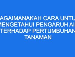 Bagaimana Cara Mengetahui Pengaruh Air Terhadap Pertumbuhan Tanaman