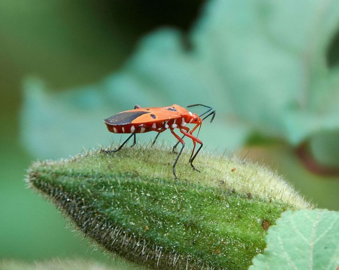 Pucung bapak dysdercus cingulatus serangga