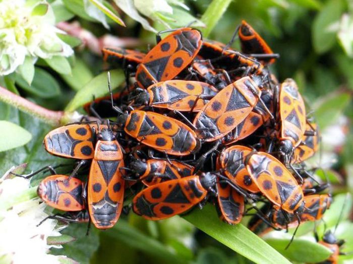 Pucung bapak dysdercus cingulatus serangga