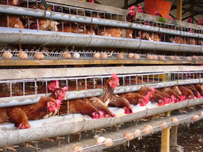 Kondisi yang mempengaruhi produksi telur ayam petelur ringan adalah