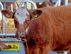 Bagian Hewan Ternak Sapi yang Memiliki Daging Terbanyak yaitu Bagian Belakang