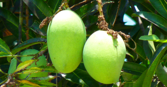 Mangga buah berbuah lebat pohon ampuh buahan rahasia agar dasar pertanian tanaman