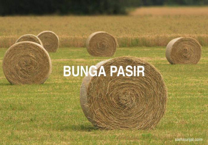 Arti bunga pasir