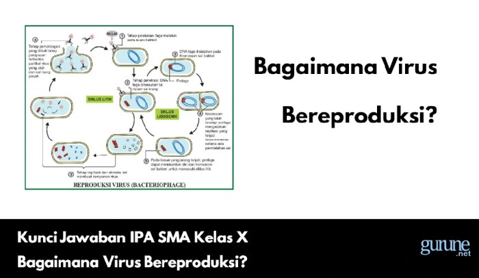 Bagaimana cara virus bereproduksi