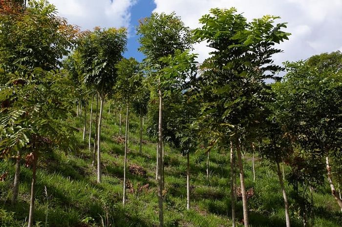 Hutan melestarikan dangerous wajibbaca tetap terjaga baik agar