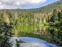 Melestarikan Tumbuhan: Wujud Syukur kepada Sang Pencipta