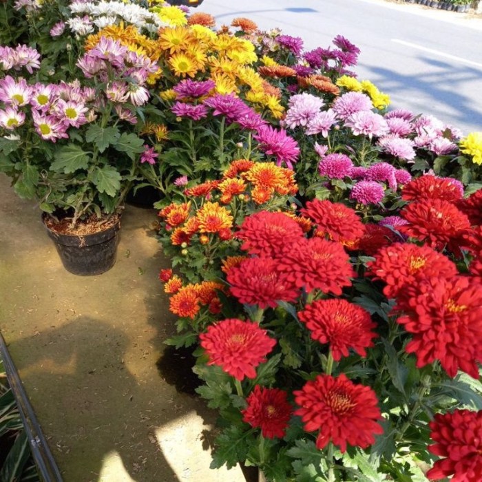 Contoh bedding plants adalah