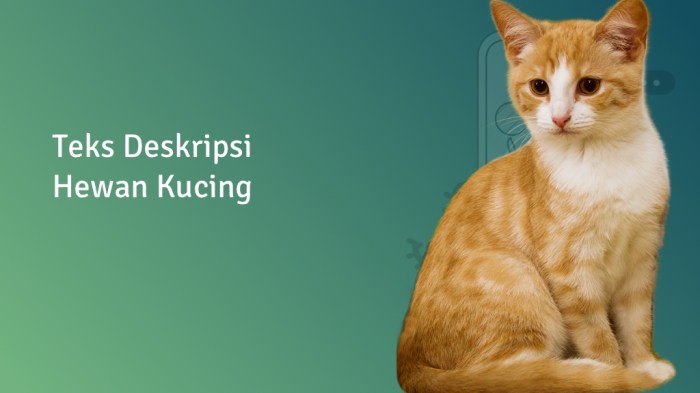 Deskripsi tentang kucing dalam bahasa inggris