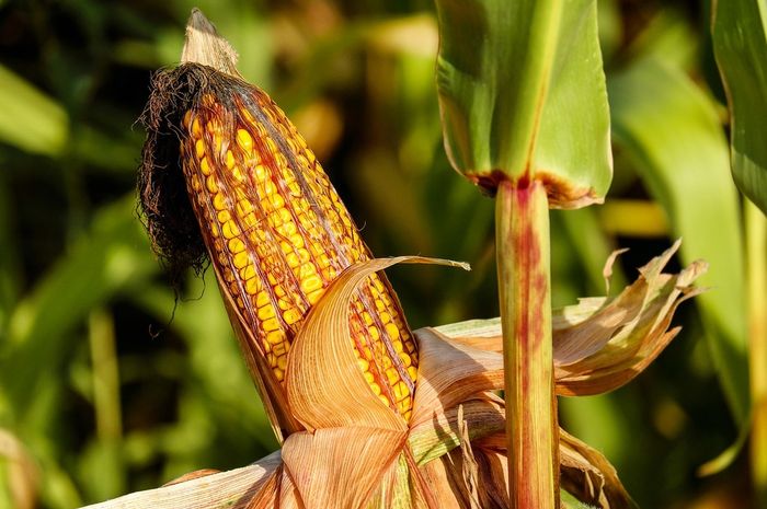 Bagaimana jagung berkembang biak