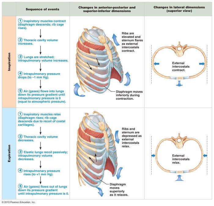 Paru manusia struktur organ fungsi sistem alveoli ekskresi pertukaran o2 gas pernapasan mekanisme bagiannya tubuh lungs pulmo hati paru2 diffusion