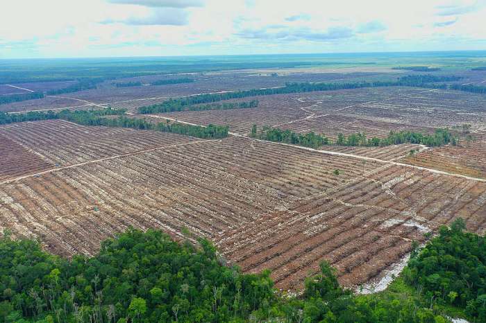 Balikpapan chip lestari