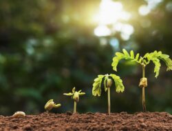 Tempat Pendukung Pertumbuhan Akar pada Tanaman Jahe Adalah Rimpang