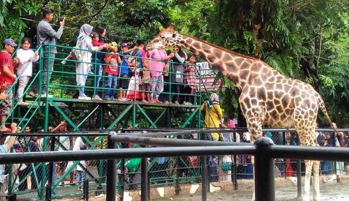 Puisi tentang kebun binatang