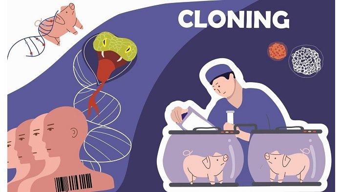 Kloning inti transplantasi bioteknologi proses tanaman gen tahap kunyit klasifikasi tujuannya morfologi longa curcuma domba materi