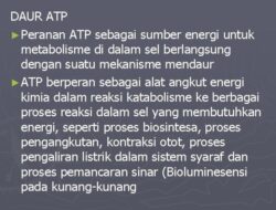 Bagaimana ATP Dapat Menghasilkan Energi untuk Kegiatan Metabolisme