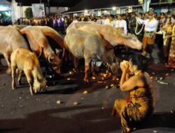 Kebo Bule Mati Setra: Sejarah, Makna, dan Dampaknya