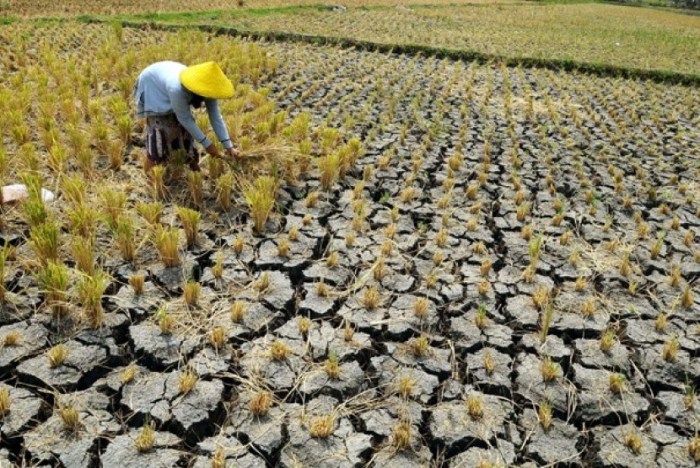 Pangan ketahanan kuat tirto seberapa