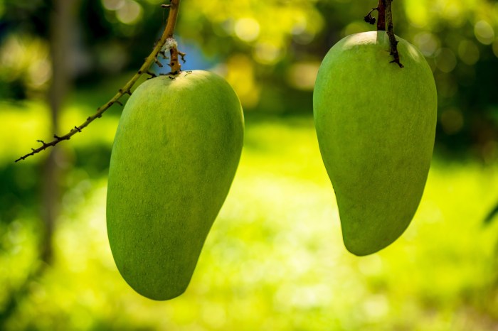 Mencangkok tanaman cangkok pohon buah mangga kerugian keuntungan akarnya tumbuh cepat proses hasil